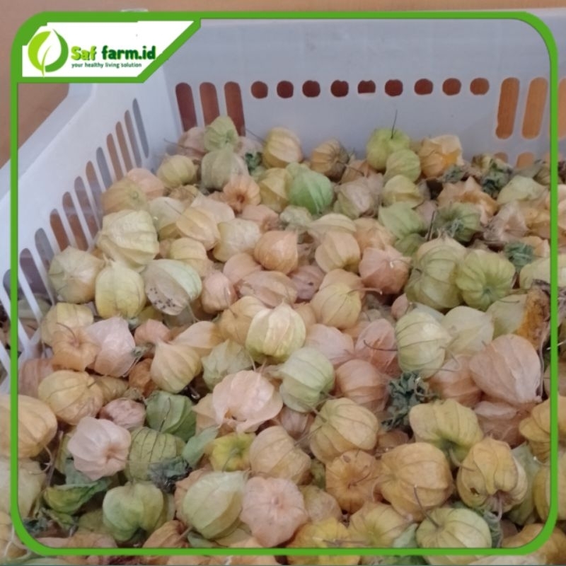 

buah ciplukan/goldenberry/cecenet organik 500 grm