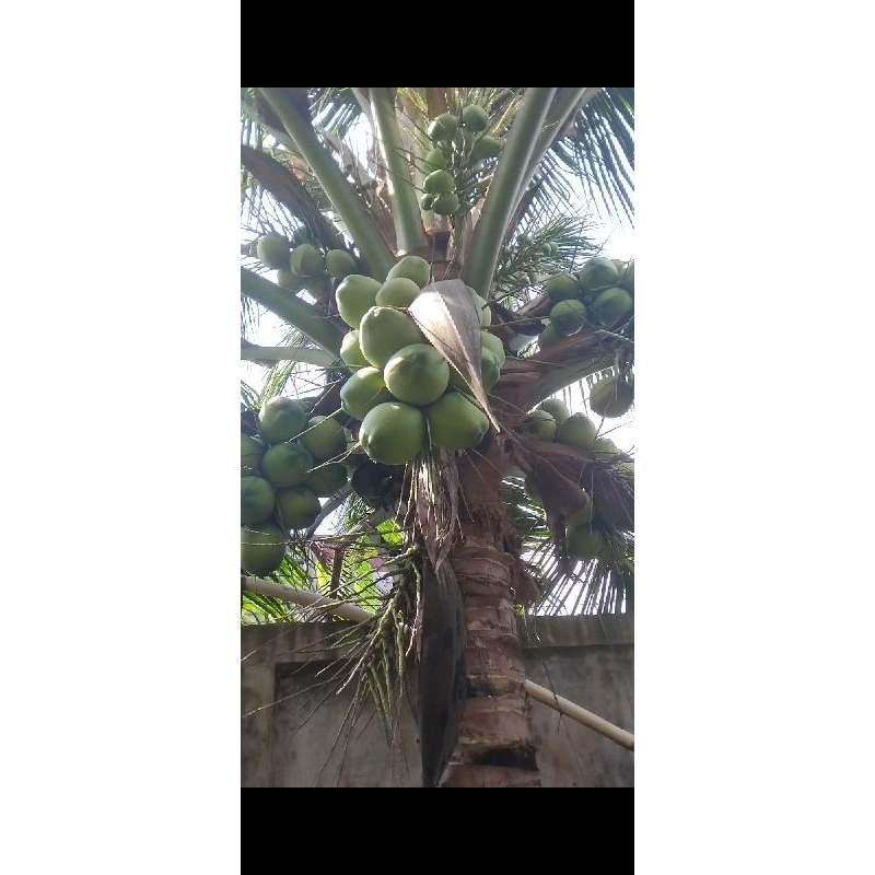 Bibit Kelapa pandan wangi & kelapa pandan wangi f1