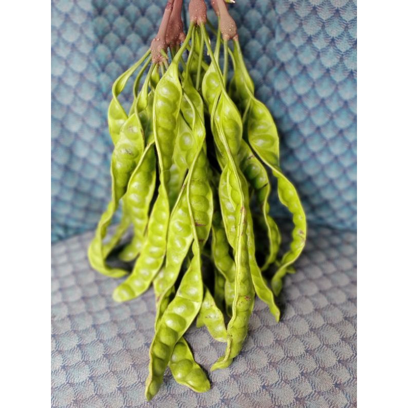 

Pete tua fress 10 papan/petai murah 10 lonjor