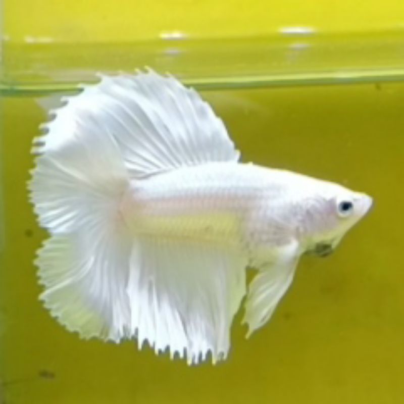 CUPANG HALFMOON HM WHITE PLATINUM