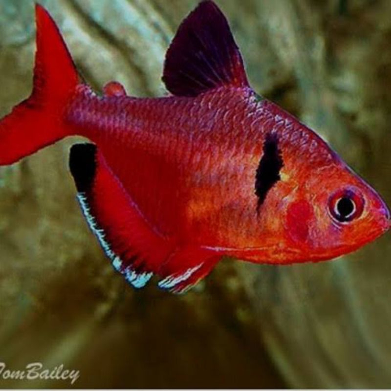 

Souvenir red phantom aquascape aquarium