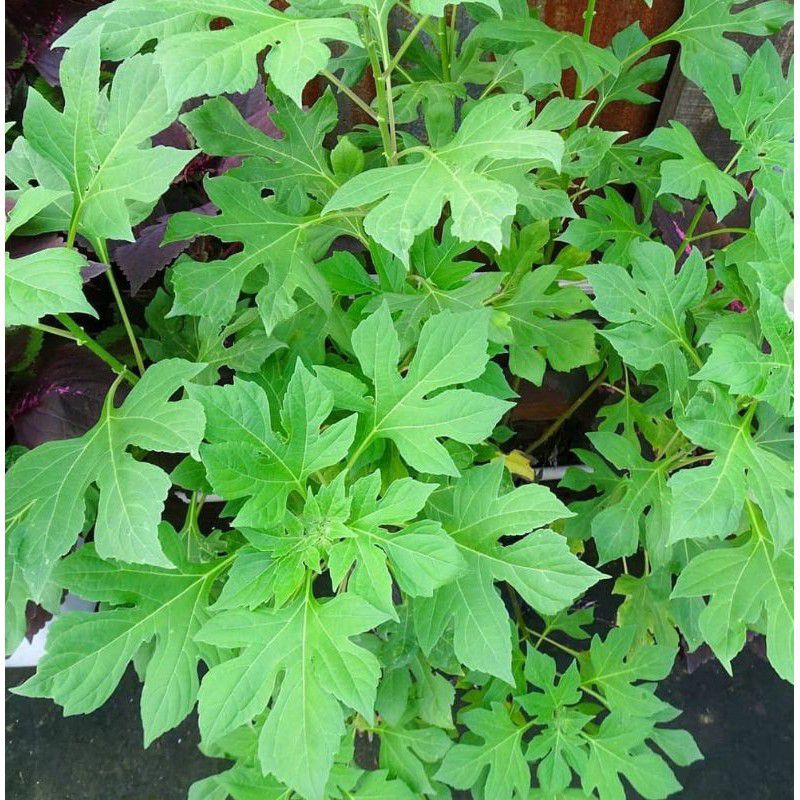 

daun isolin segar (50 lembar)