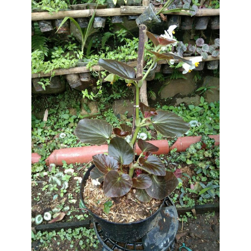 Tanaman Hias Begonia Bali/Begonia mawar bunga putih