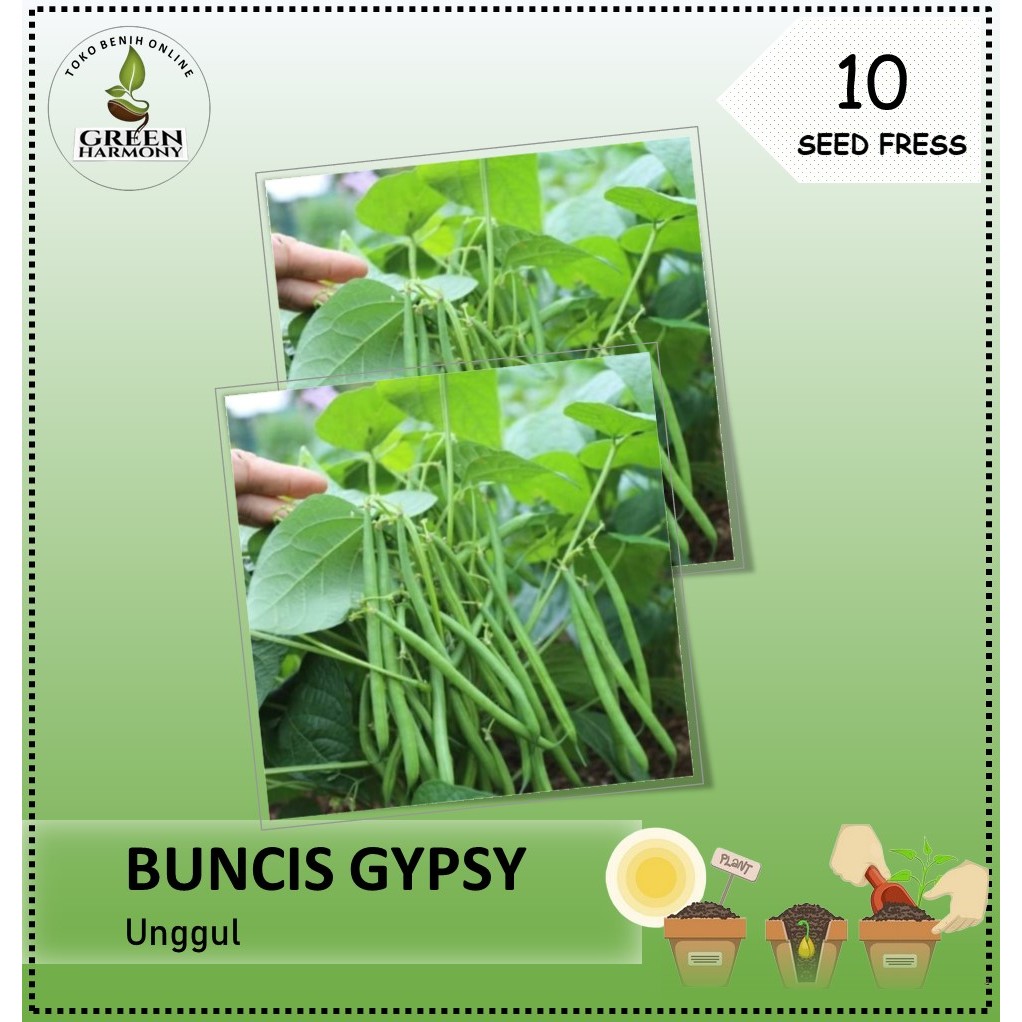 10 Biji - Benih Buncis Perdu GYPSY (tidak merambat)