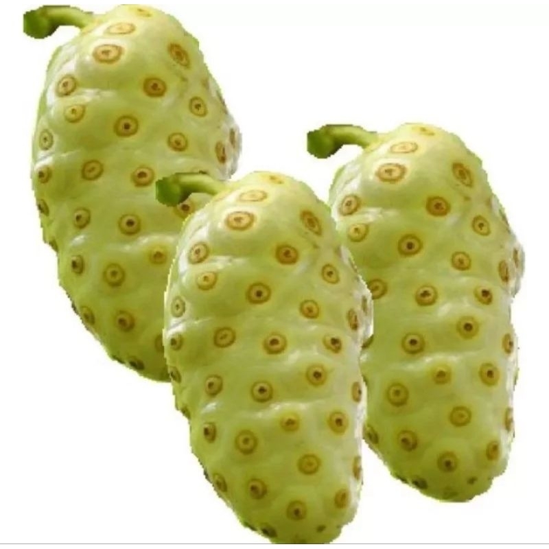 

MENGKUDU SEGAR / BUAH PACE 1KG / HERBAL