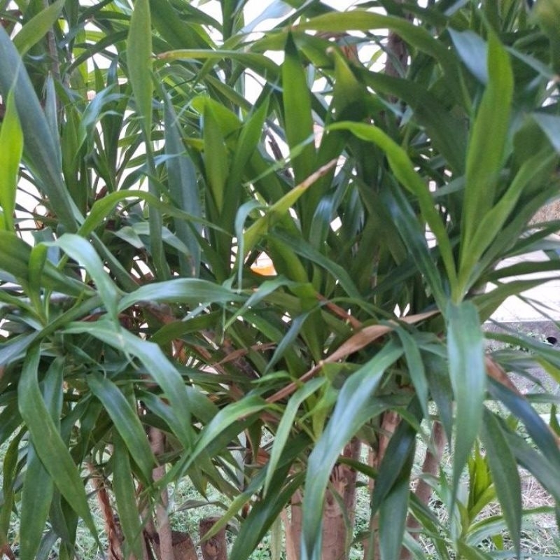 

(200 GR) DAUN SUJI SEGAR