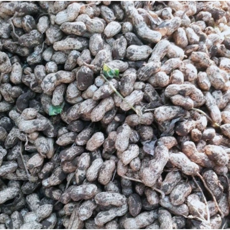 

KACANG KULIT/KACANG TANAH MENTAH | 1000gr & 500gr