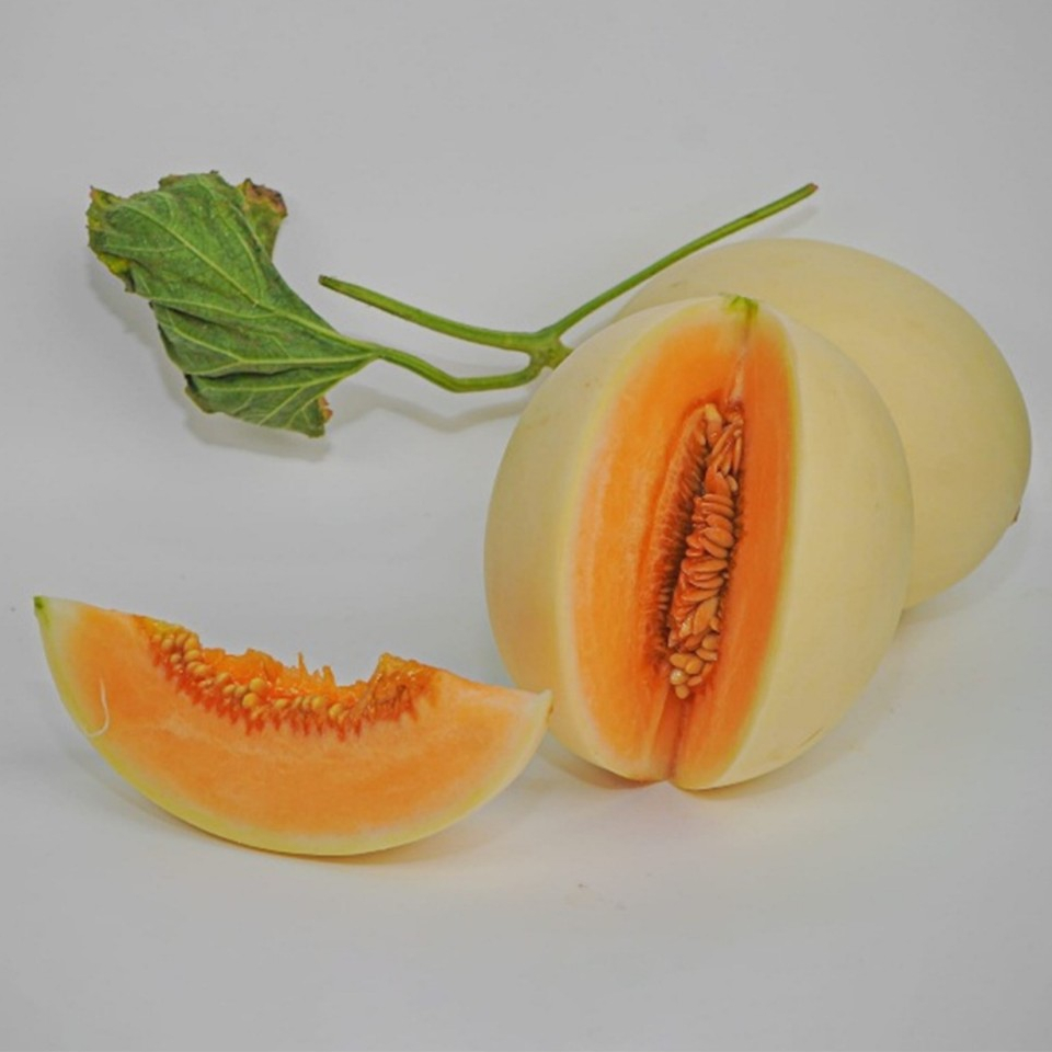 Benih Melon Honeydew F1 - Benih Melon Premium - Benih Melon Manis
