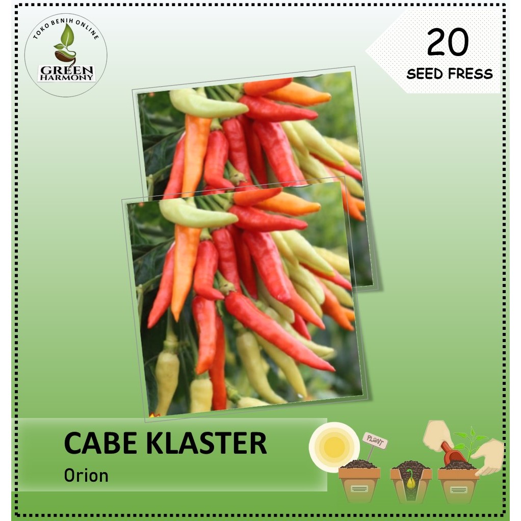 20 Biji - Benih cabe rawit ORION, buah bergerombol, unggul