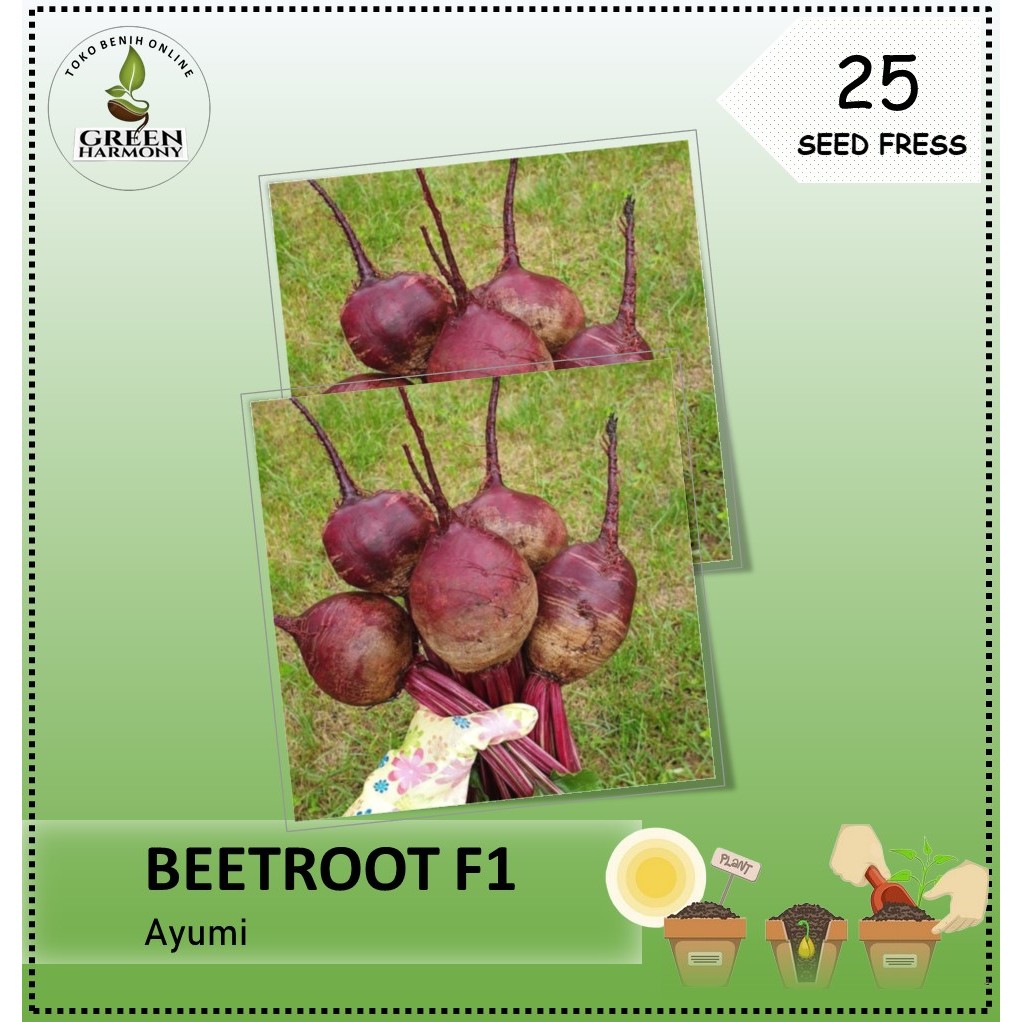 25 Biji - Benih Buah Bit AYUMI F1 hasil umbi lebih seragam (beetroot)