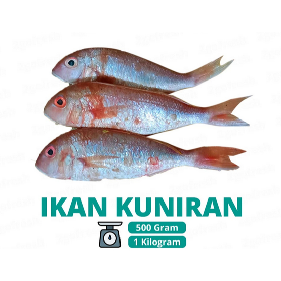 

Ikan Kuniran Segar Bisa Request Bersihkan Cocok MPASI
