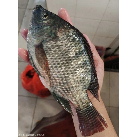

Ikan Mujair Nila Segar Kualitas Premium cocok untuk MPASI