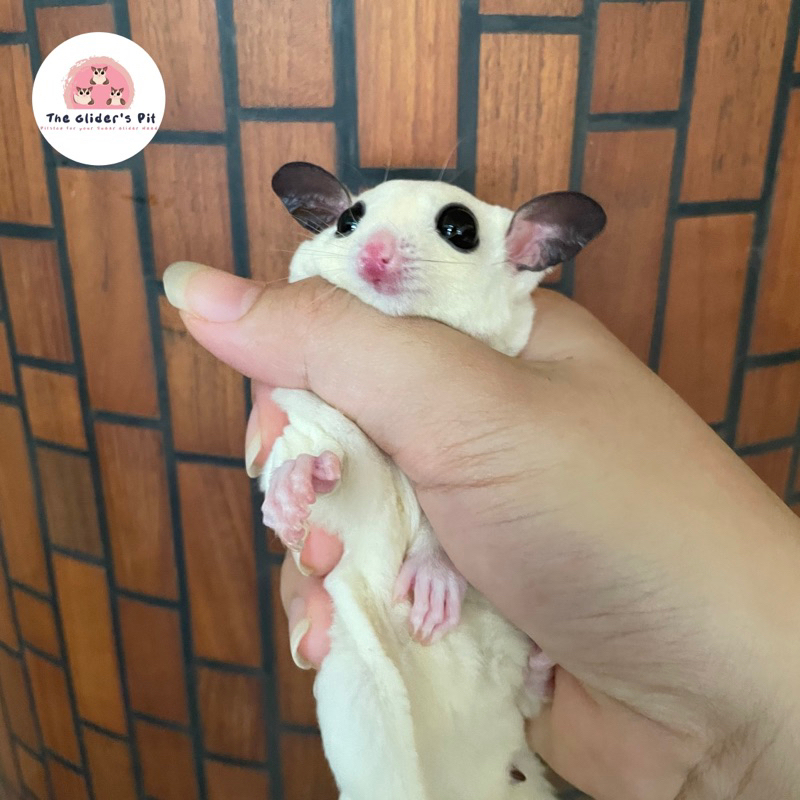 Sugar Glider joey Platinum Mozaic Betina Obes Jinak
