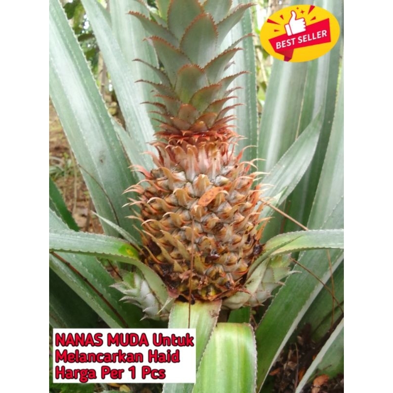 

nanas muda pelancar haed buah nanas muda fress herbal alami
