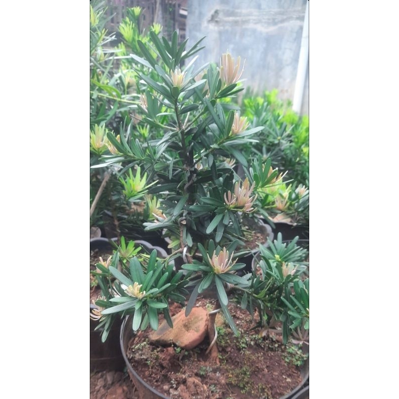 Lohansung pucuk pink ori sudah gerak dasar