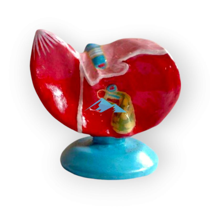 

Alat Peraga Pendidikan Anatomi Torso Model Hati