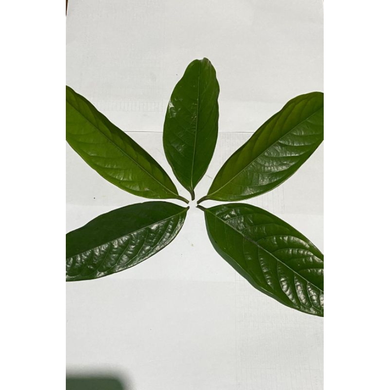 

daun kepel segar(250 gr
