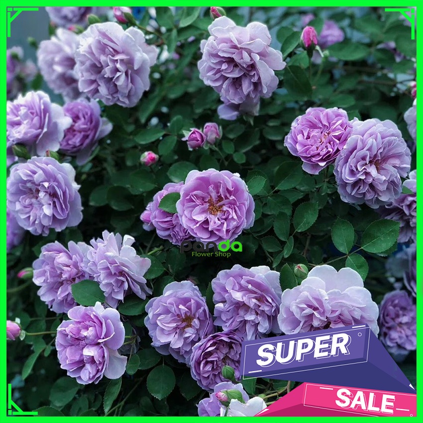 Mawar Import Rainy Blue - Mawar Rambat Wangi