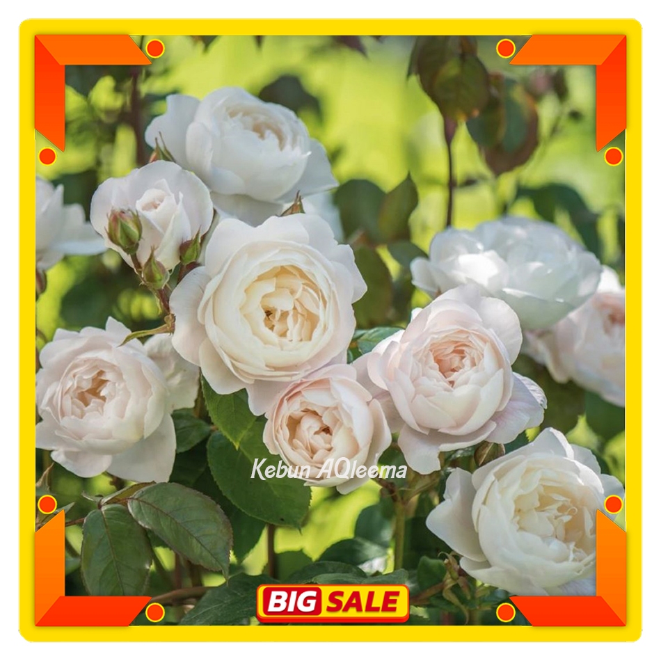 Mawar Import David Austin -  Desdemona Wangi