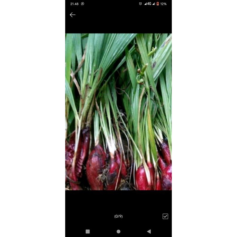

bawang dayak fresh bibit bawang dayak per biji