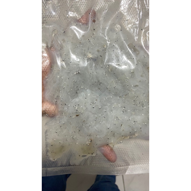 

Teri Nasi Basah Fresh 100gr