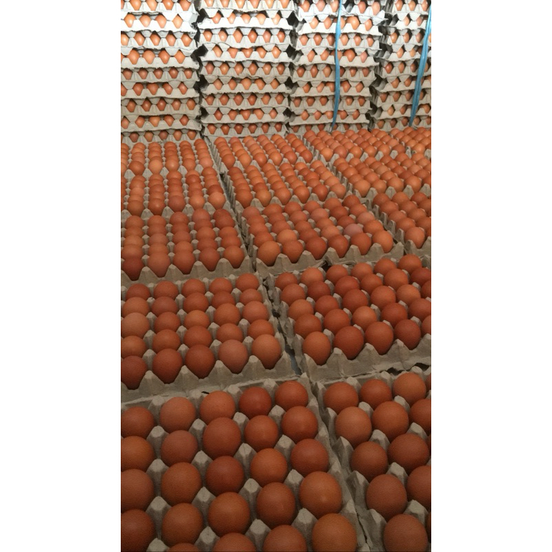 

Telur Ayam Negeri 1 Papan (30 Butir)
