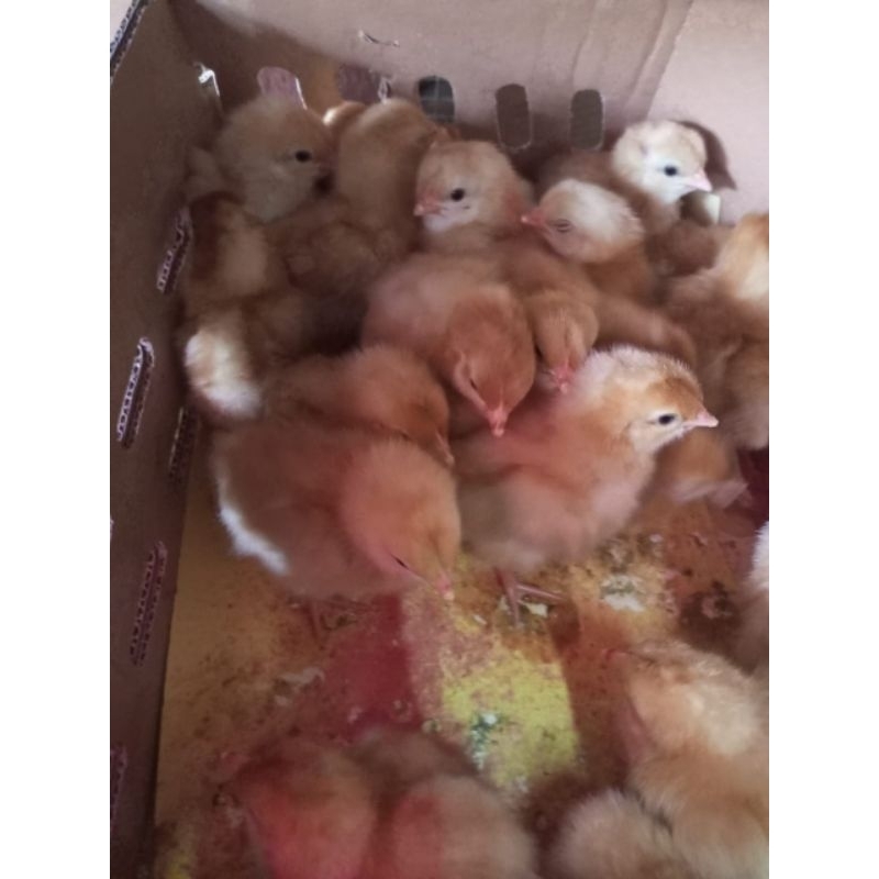 ayam petelur ayam telur  ayam telur - doc telur - doc petelur ayam merah - ayam petelur merah betina