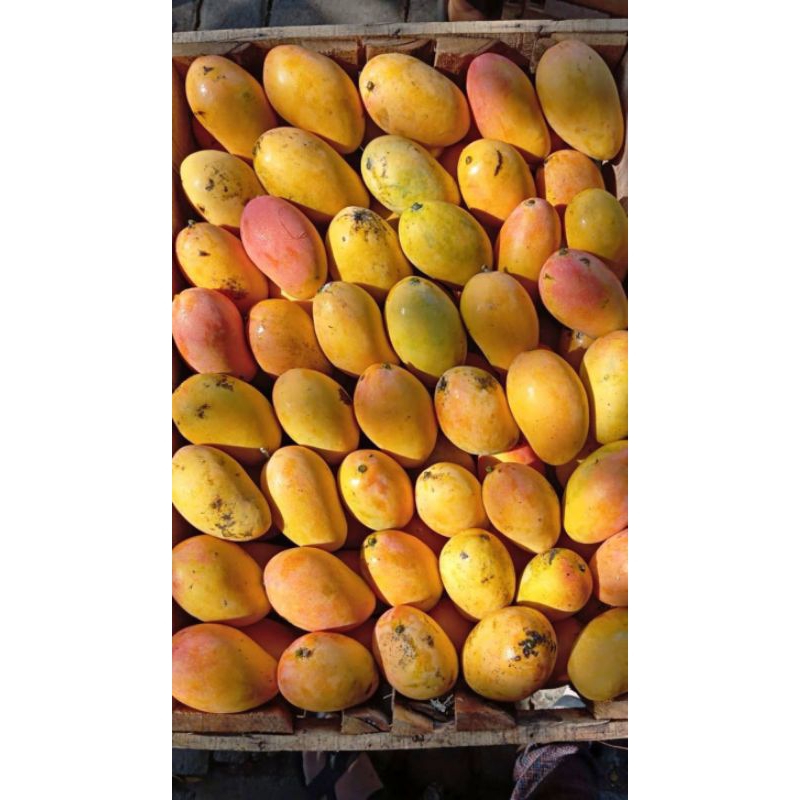 

Mangga Podang Masak Pohon Berat 1 Kg