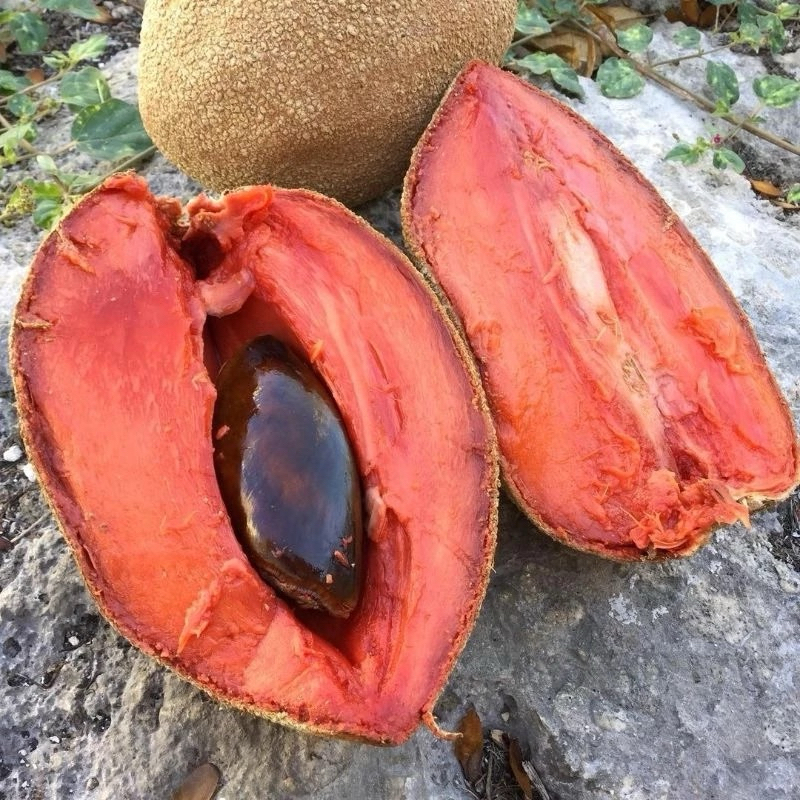 Bibit Sawo Jumbo Mexico Cepat Berbuah