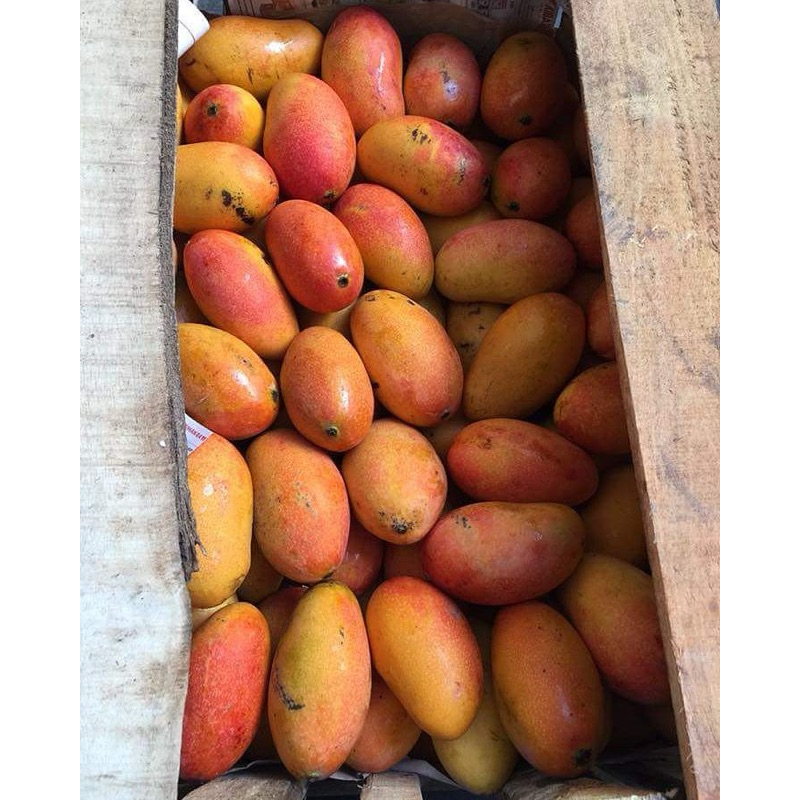 

Mangga Podang Gunung Masak Pohon Berat 1 Kg