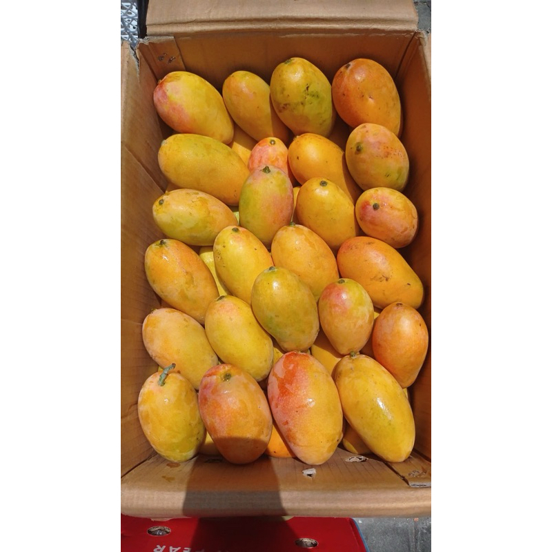 

Mangga Podang Masak Pohon Berat 1 Kg