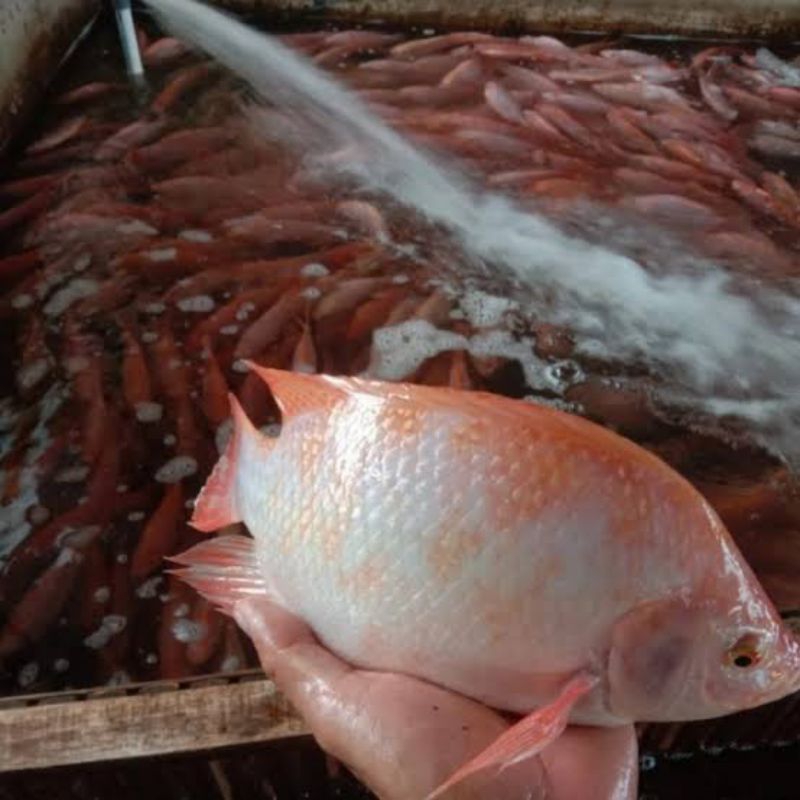 

Ikan Nila Merah Segar