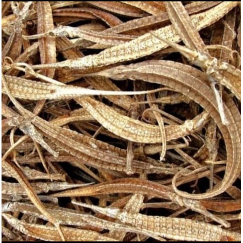 Naga Laut Kering Hai Long Obat Herbal