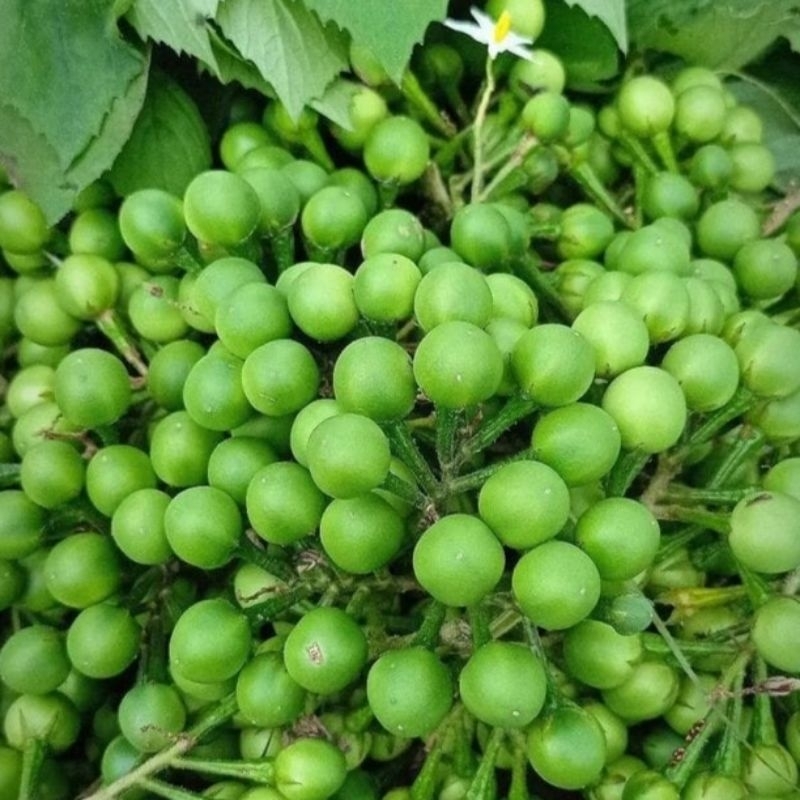 

Takokak segar Cepokak Pokak