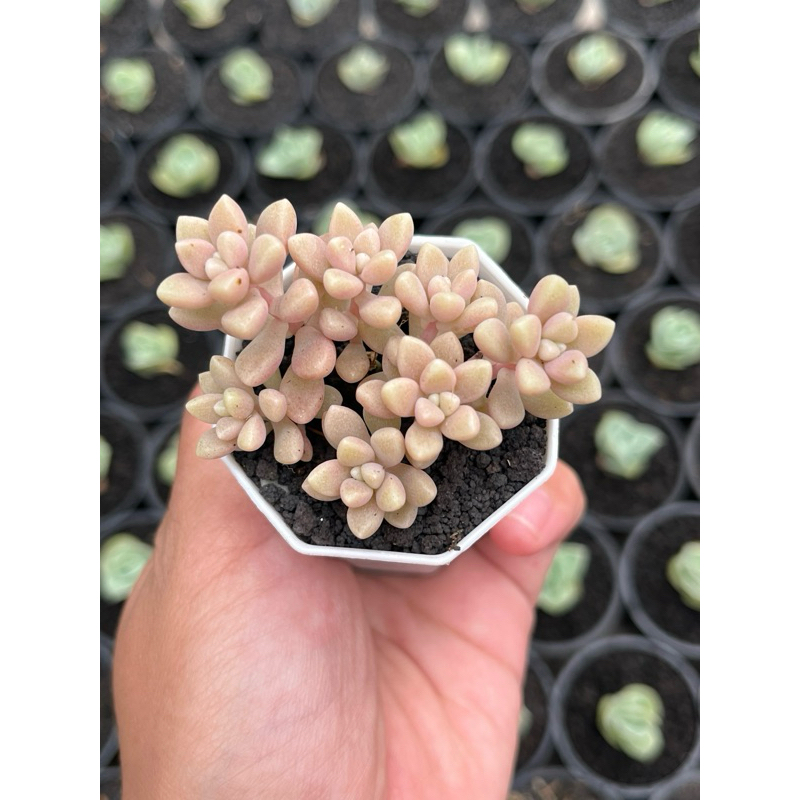 Sukulen Graptopetalum Mirinae