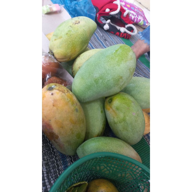 

mangga 9kg