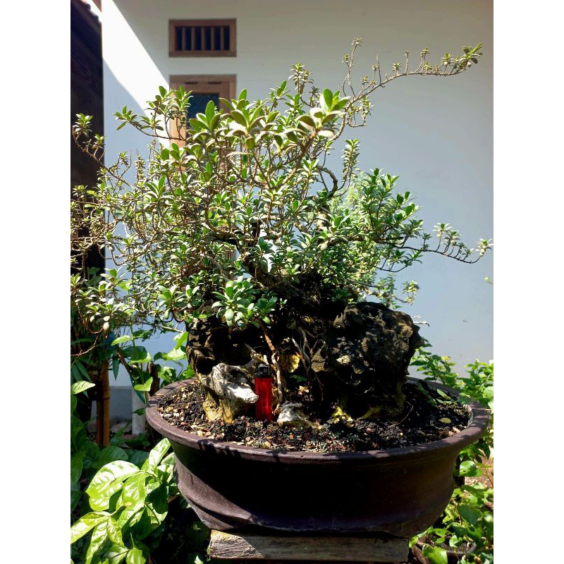Bonsai santigi karang mawar super OTR