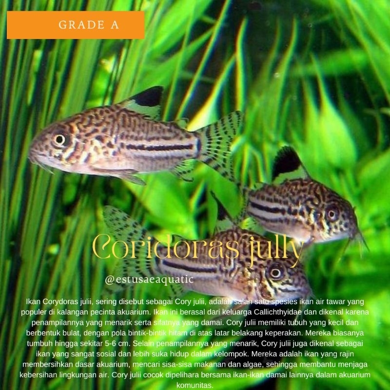 coridoras juli ikan aquascape pemakan lumut dan alga