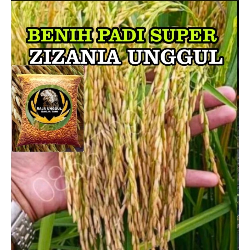 BENIH BIBIT PADI SUPER 1 KG BENIH PADI ZIZANIA KUWALITAS UNGGUL POTENSI HASIL MENJANJIKAN SUPER 1 KG