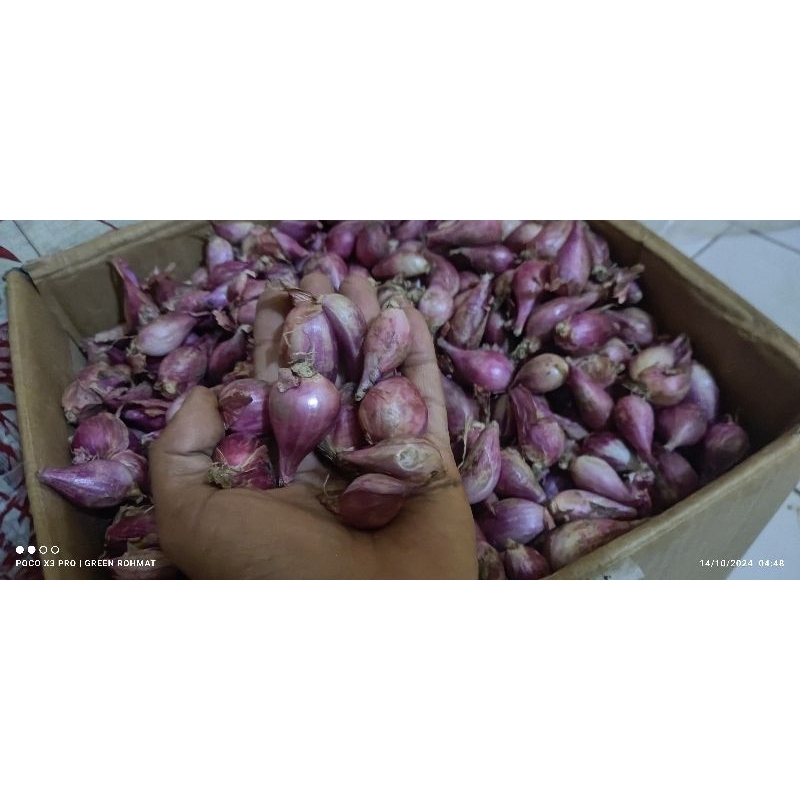 

Bawang Merah * Harga 1/2 Kg