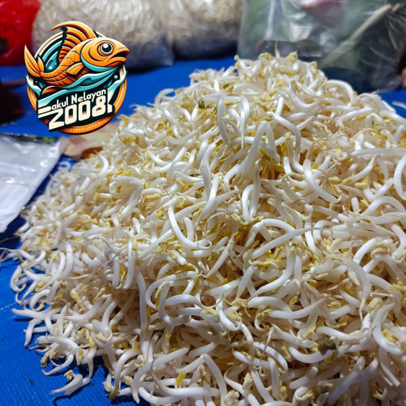 

Toge | thoge | Panen setiap hari | khusus kirim instant