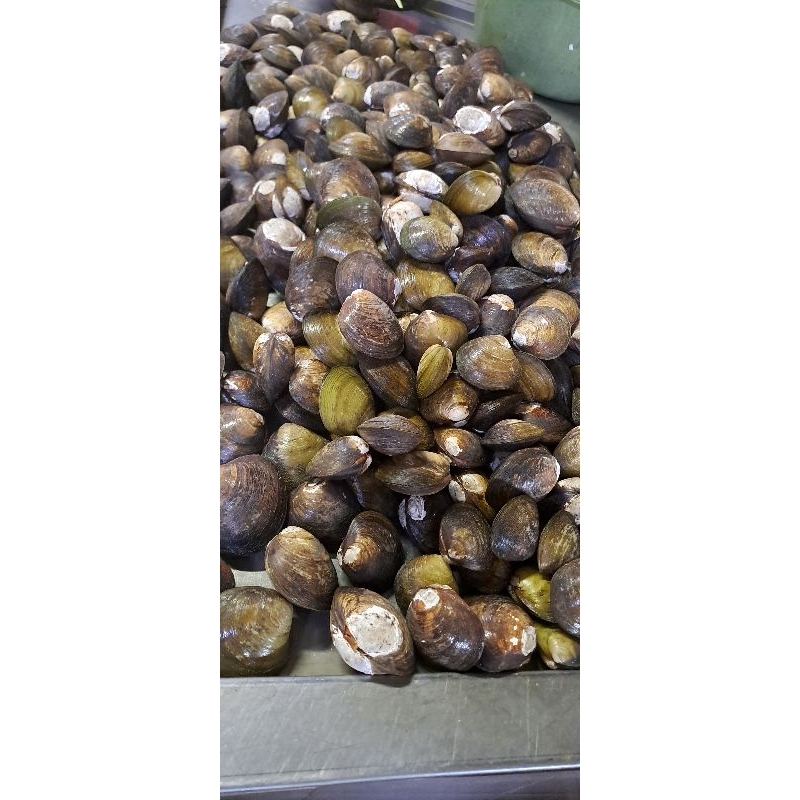 

Kerang totok 1kg brayamart