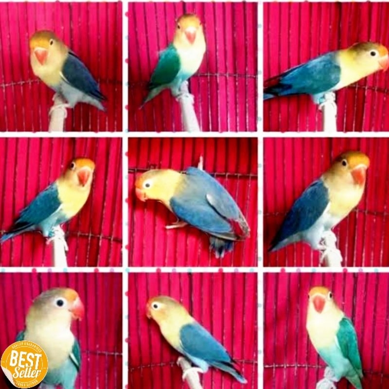burung love bird PB banyak pilihan lovebird park blue