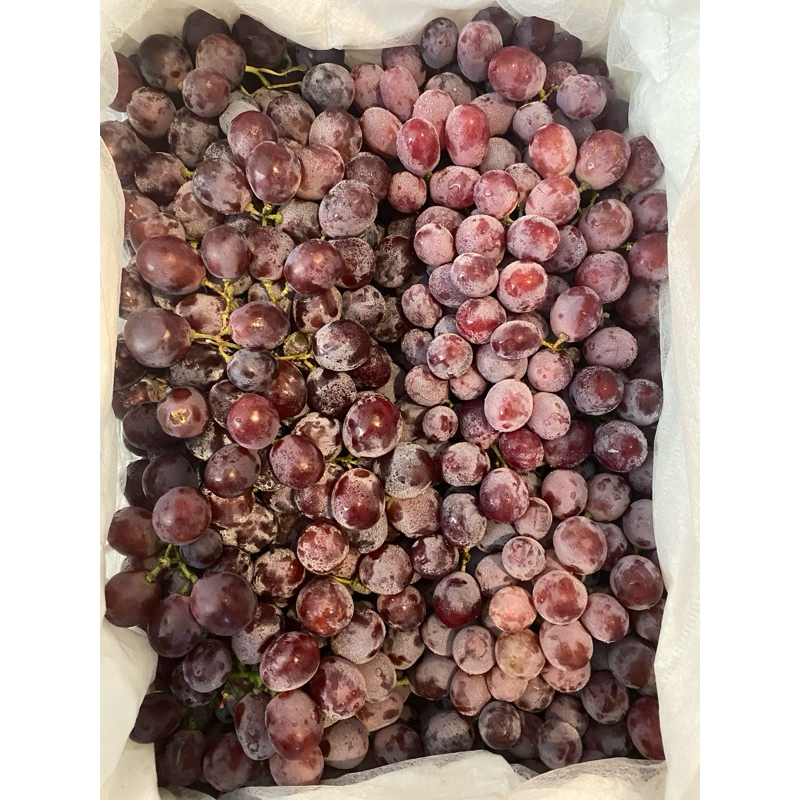 

Anggur Merah Manis ( ada biji )