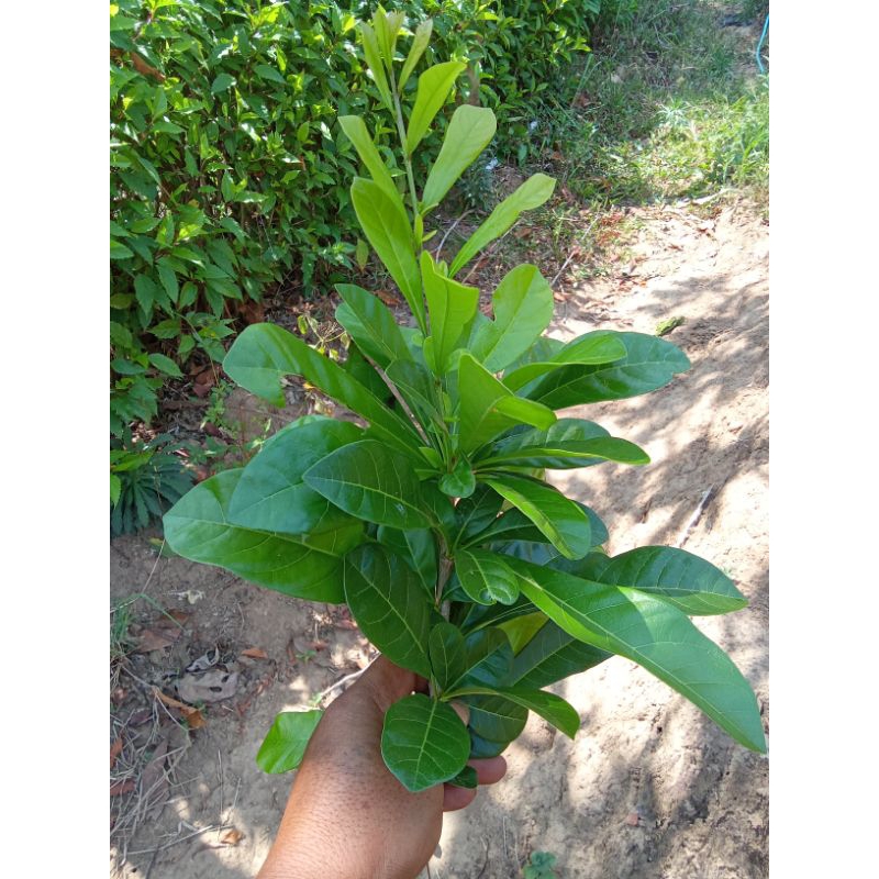 

daun Maja segar(250 g)