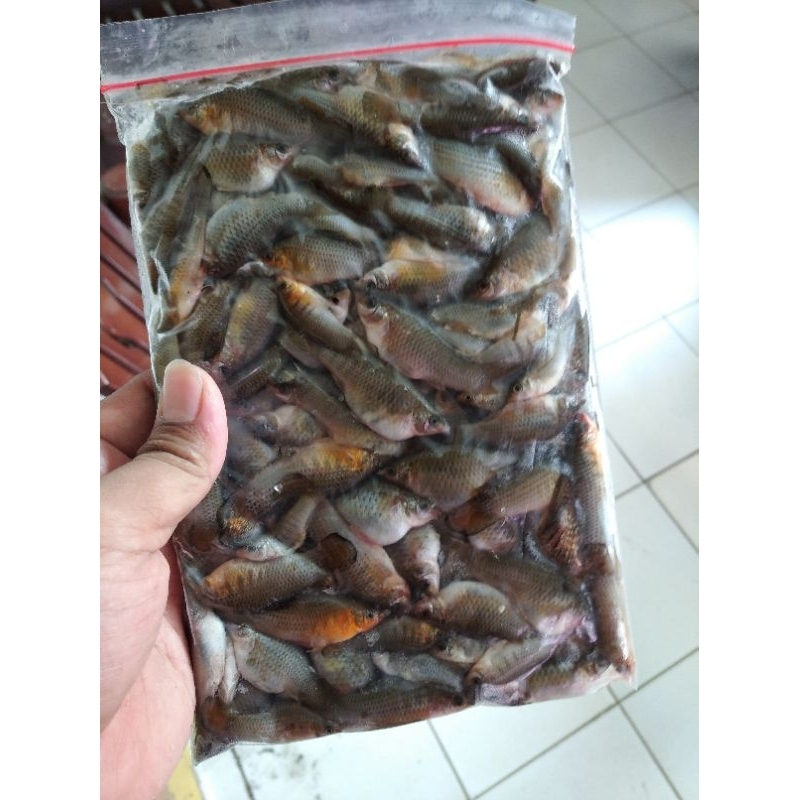 Cere laut beku pakan ikan