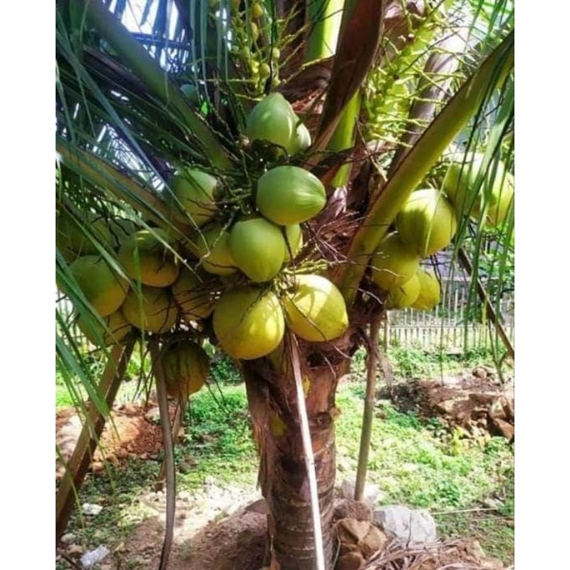 Pohon Kelapa Entok, Pohon Kelapa Gading, Pohon Kelapa Hibrida