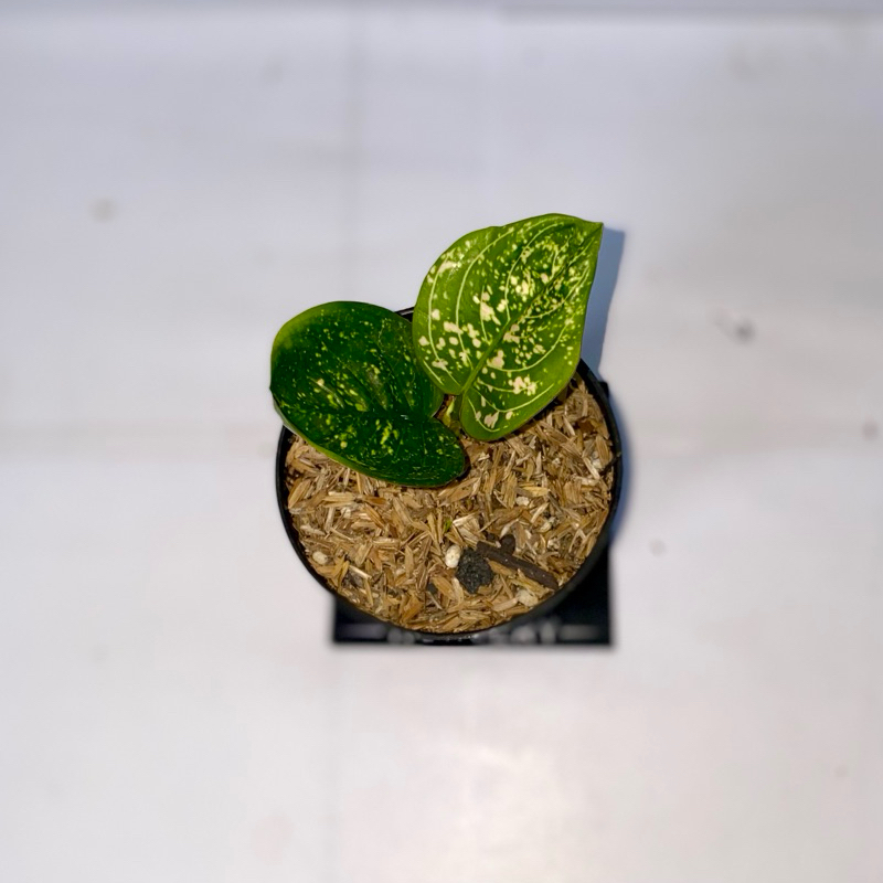 Aglaonema Ruby kura