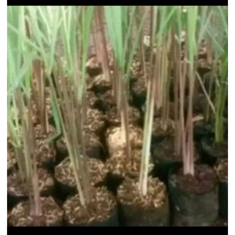 Benih Sirih Merah Termurah PerBibit