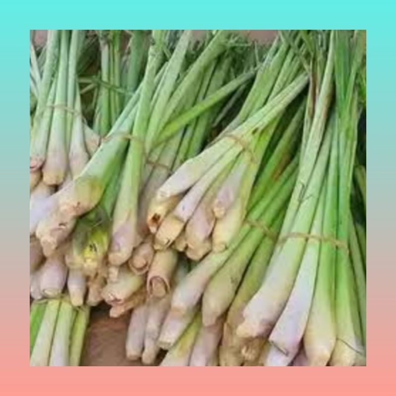 

Sereh serai segar | Sereh serai 500 gram | Sereh serai 100 gram | Sereh serai bumbu masak